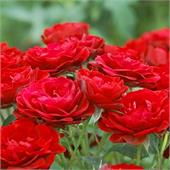 Роза Бейби Баккара (миниатюрная) ярко красная