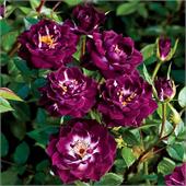 Роза Даймонд Айз (миниатюрная) темно фиолетовая