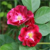 Роза Кримсон Айс (канадская, флорибунда) (пурпурная)