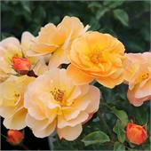 Роза Амбер Сан (канадская шраб) медно-желтая