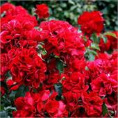 Роза Ротер Корсар (канадская шраб) темно красная