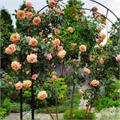 Роза Барок (плетистая) абрикосовая