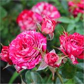 Роза Пинк Арроу фолиес (спрей) пурпурно-розовая