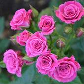 Роза Пинк Дайменшес (спрей) розовая