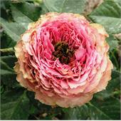 Роза Принцесса Иоши (спрей) зеленовато-розовая