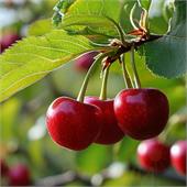 Дюк Краса Севера