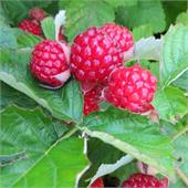 Малино-ежевичный гибрид Рэд Даймонд