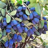 Жимолость Индиго Джем