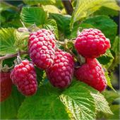 Малина Брусвяна