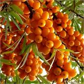 Облепиха Жемчужина