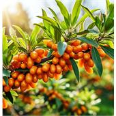 Облепиха Огниво