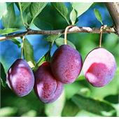 Слива Конфетная