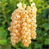 Смородина Десертная белая