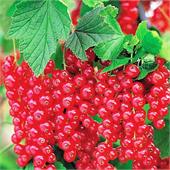 Смородина Мармеладница красная