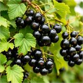 Смородина Мила черная