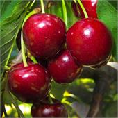Черешня Мичуринская