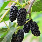 Шелковица черная