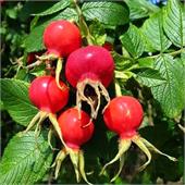 Шиповник Витаминный-2