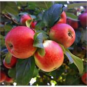 Яблоня Ароматное осенняя