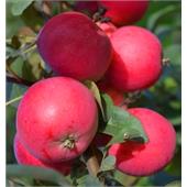 Яблоня Заветное осенняя