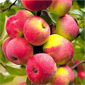 Яблоня Подарок садоводам осенняя
