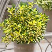 Бересклет Форчуна Санспот