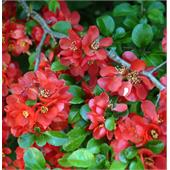 Айва средняя superba Red Trail 