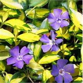 Барвинок малый Блю энд Голд