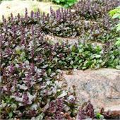 Живучка Metallica Crispa