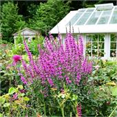 Дербенник иволистый Dropmore Purple