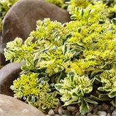 Седум (Sedum) Миддендорфа Вариегатум
