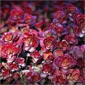 Седум (Sedum) spurium Dragons Blood