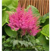 Астильба Генри Ноблетт