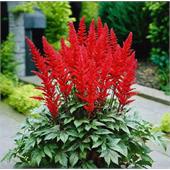 Астильба Радиус