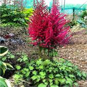 Астильба Сенсейшн Лайтхаус