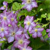 Клематис Полька