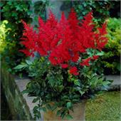 Астильба Рэд Скайскрейпер