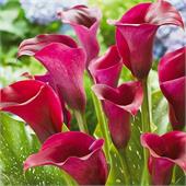 Калла Ред Сокс