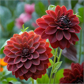 Георгина Арабиан Мисти декоративная