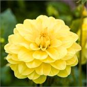 Георгина Глория Ван Химстедей