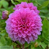 Георгина Лаки Намбер