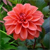 Георгина Эллен Хьюстон