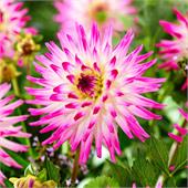 Георгина Хэйли Джейн