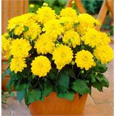 Георгина Гэллери Чезанне