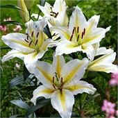 Лилия Бафферари восточная