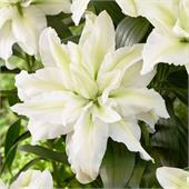 Лилия Розелла Ирвана