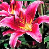 Лилия Эль Капитан