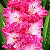 Гладиолус Грозный