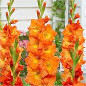 Гладиолус Ботсвана