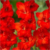 Гладиолус Магма